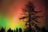 3-19-01,-tree-aurora-1.jpg (29863 bytes)