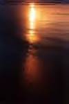 Bouncing Golden.jpg (28436 bytes)